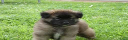 Pastore Belga cani in vendita: TERVUEREN Pastore belga - Annuncio 6
