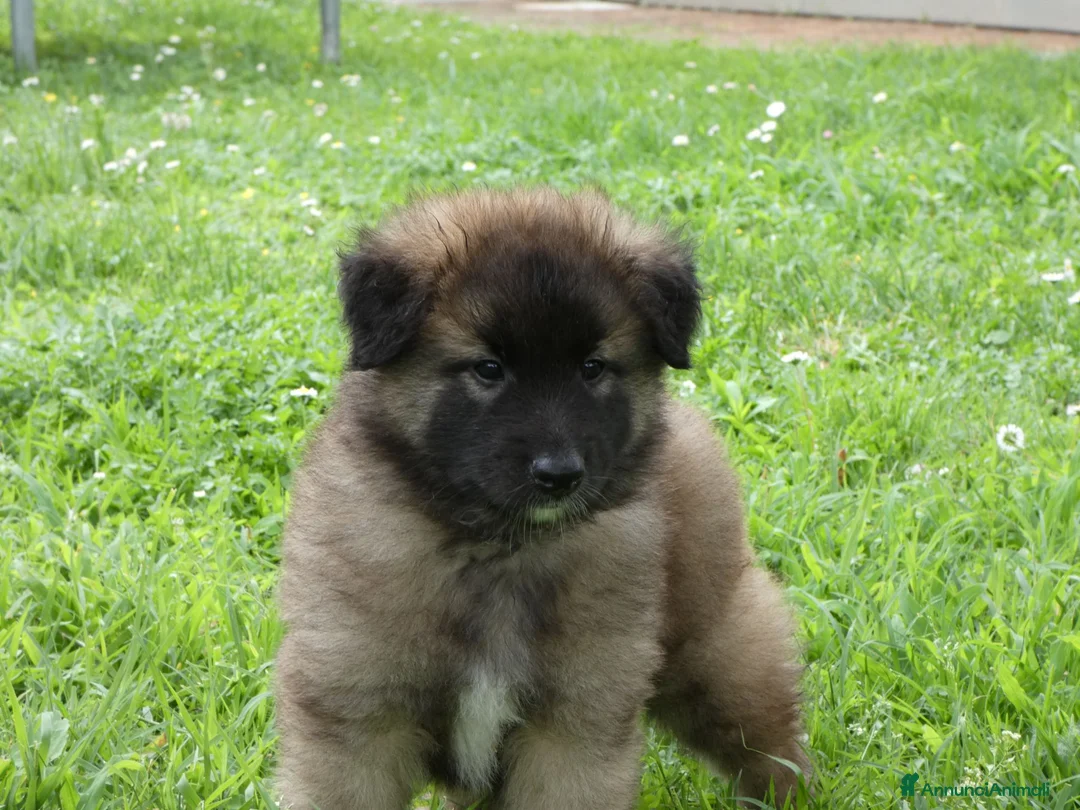 Pastore Belga cani in vendita: TERVUEREN Pastore belga - Annuncio 6