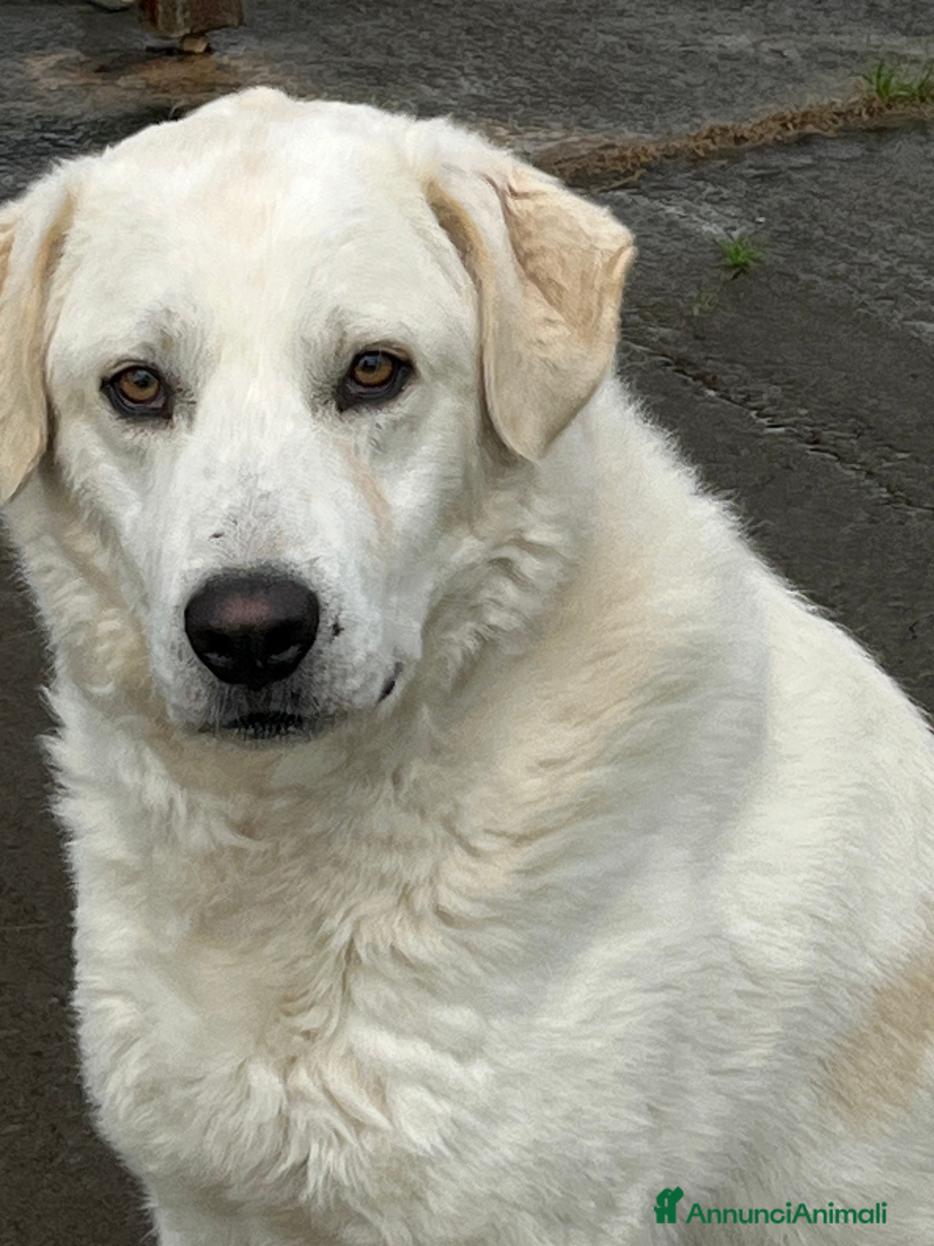 Meticcio cani in regalo: Il cane perfetto. Pastore maremmano. - Annuncio 2