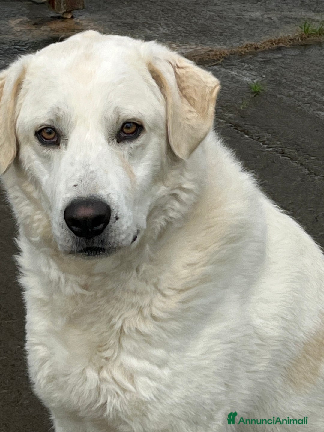 Meticcio cani in regalo: Il cane perfetto. Pastore maremmano. - Annuncio 1