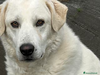 Meticcio cani in regalo: Il cane perfetto. Pastore maremmano. - Annuncio 2