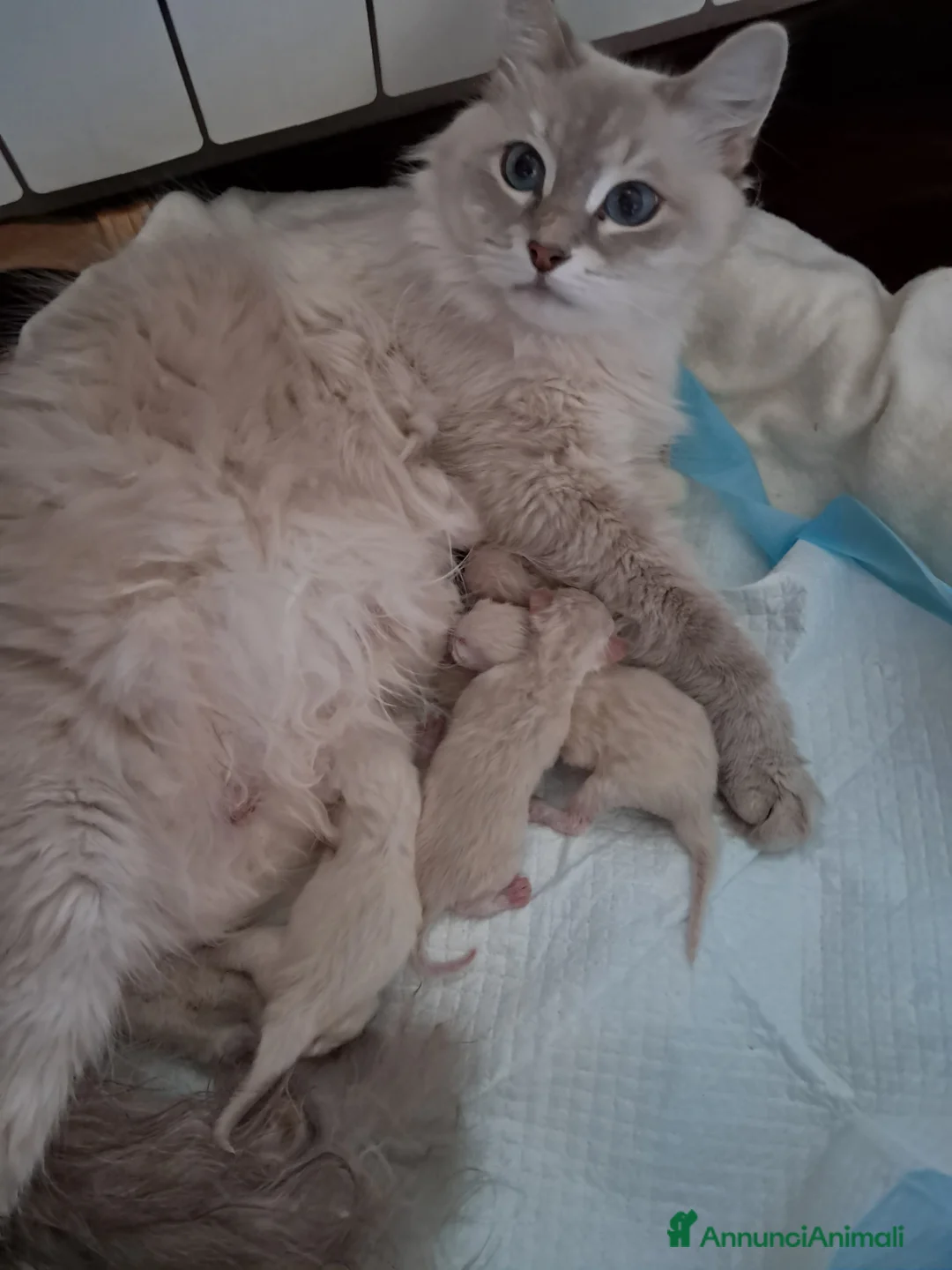 Siberiano gatti in vendita: Cuccioli siberiani neva  - Annuncio 3