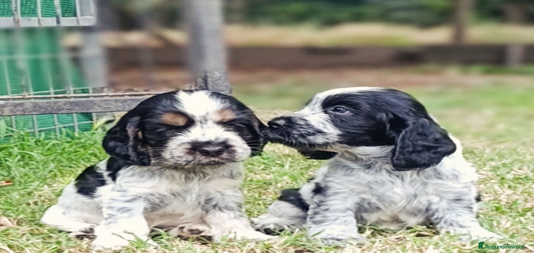 Immagine della galleria {{count}}