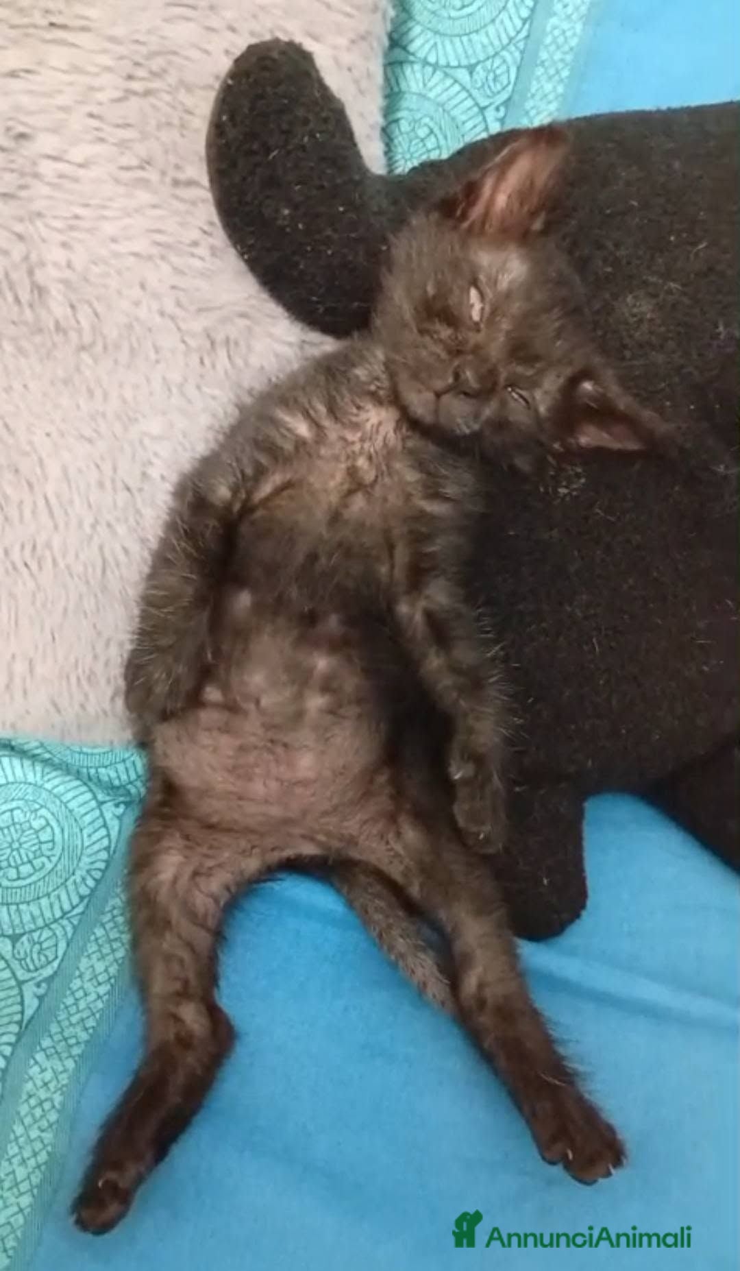 Meticcio gatti Onice gattina nera - Annuncio 6