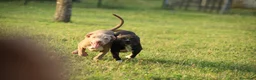 Pitbull cani in vendita: Cuccioli Pit Bull con pedigree anche a rate - Annuncio 23