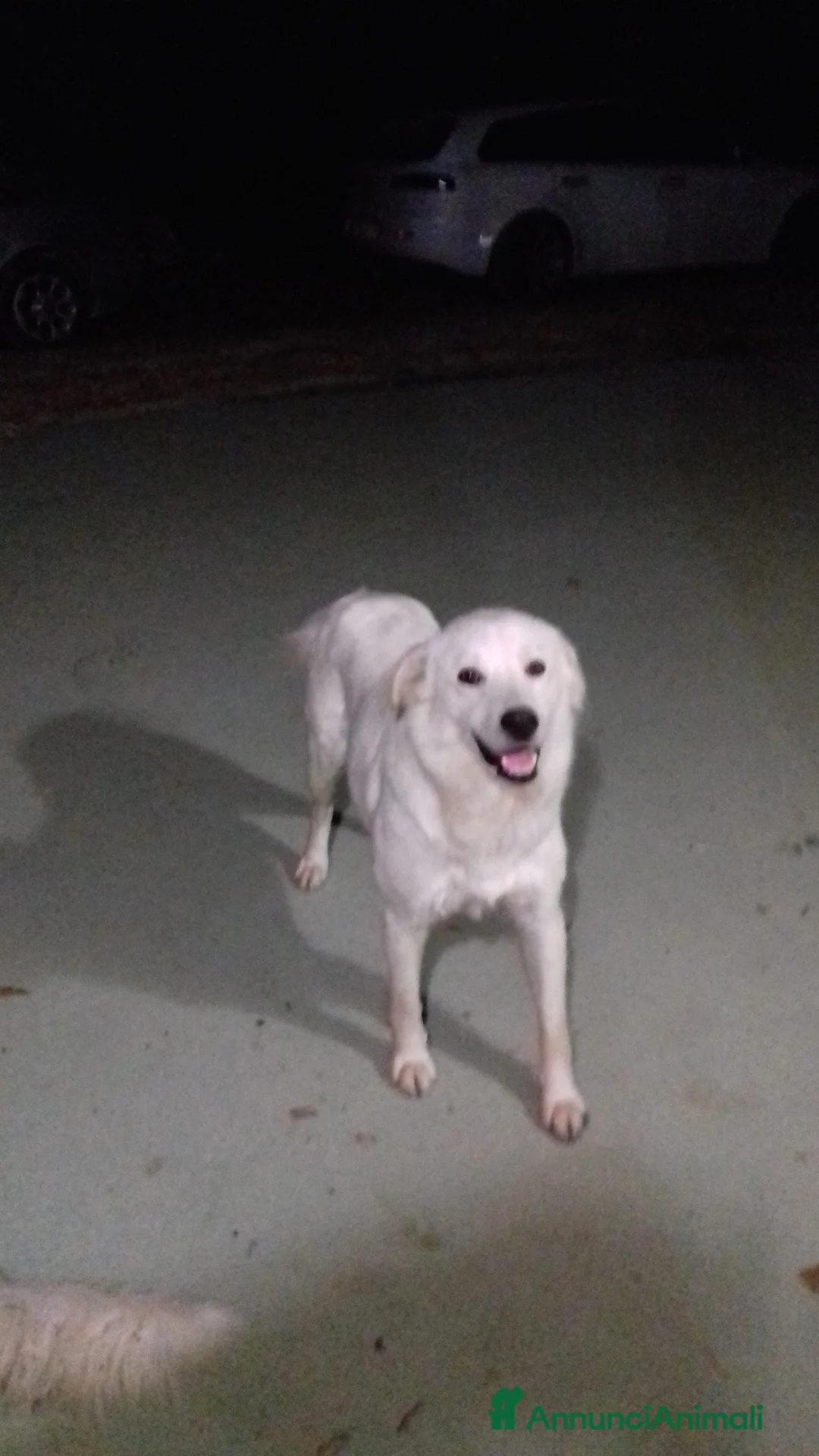 Meticcio cani in regalo: Regalo cani Meticcio a Provincia di Perugia - Annuncio 2