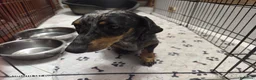 Bassotto cani in vendita: Bassotto tedesco nano nero fogato - Annuncio 2