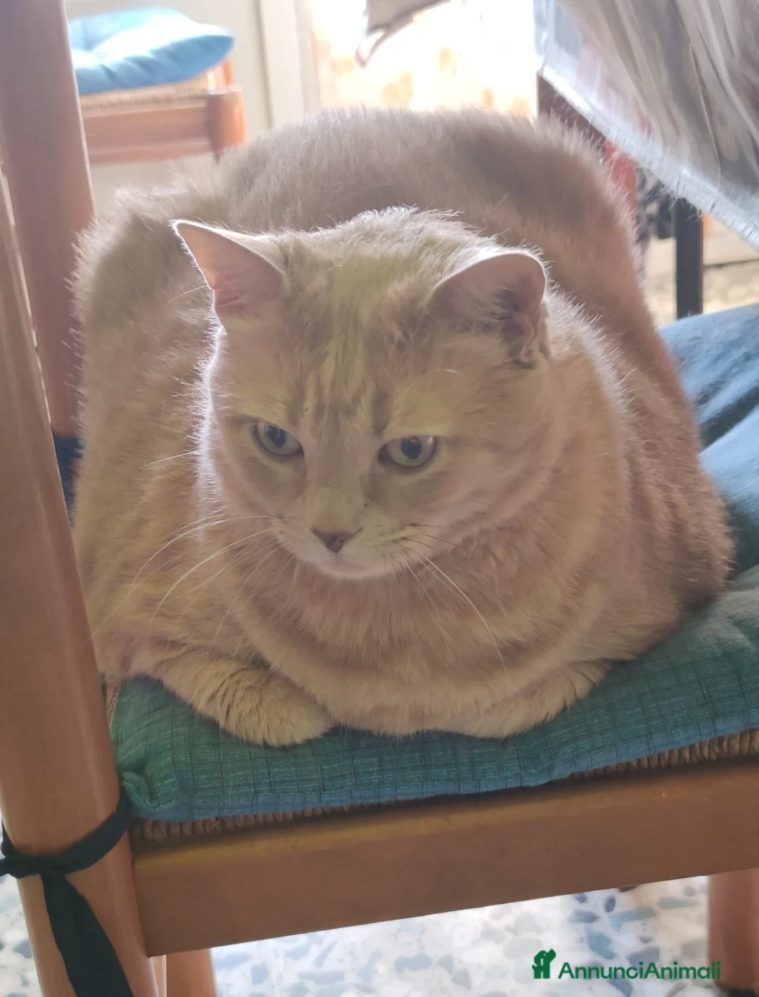 Meticcio gatti in regalo: GATTI ADULTI E GATTINI PICCOLI a Provincia di Piacenza - Annuncio 1