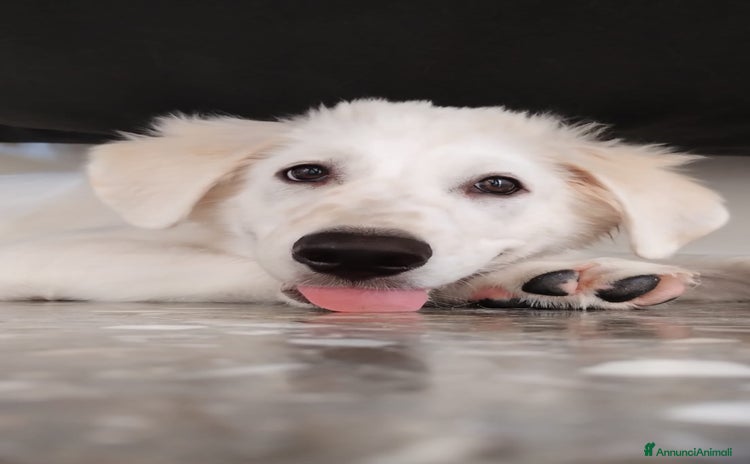 Meticcio cani a Provincia di Taranto - Annuncio 16