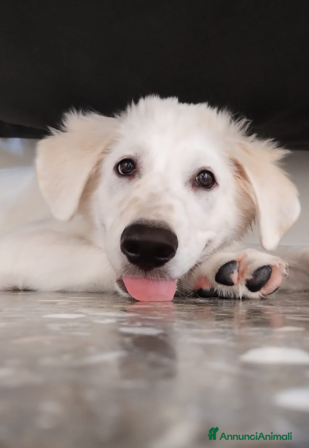 Meticcio cani in regalo: Kobe in adozione a Provincia di Taranto - Immagine 1