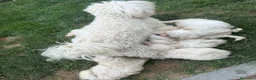 Maltese cani in vendita: Disponibili cani maltesi  - Annuncio 2