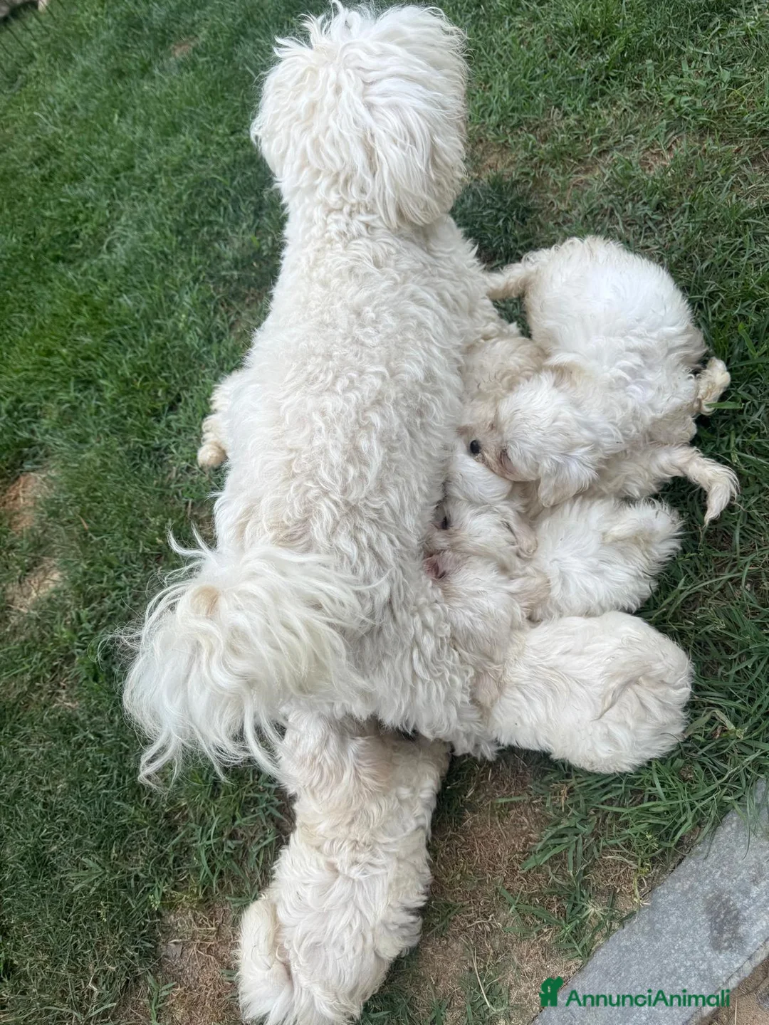 Maltese cani in vendita: Disponibili cani maltesi  - Annuncio 2