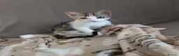 Altre razze gatti in regalo: Una casa per Misha - Annuncio 10