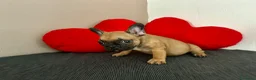 Bulldog Francese cani in vendita: Cucciolo di bulldog francese Mini Toy  - Annuncio 10