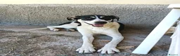 Meticcio cani in regalo: Luna cerca casa  - Annuncio 3