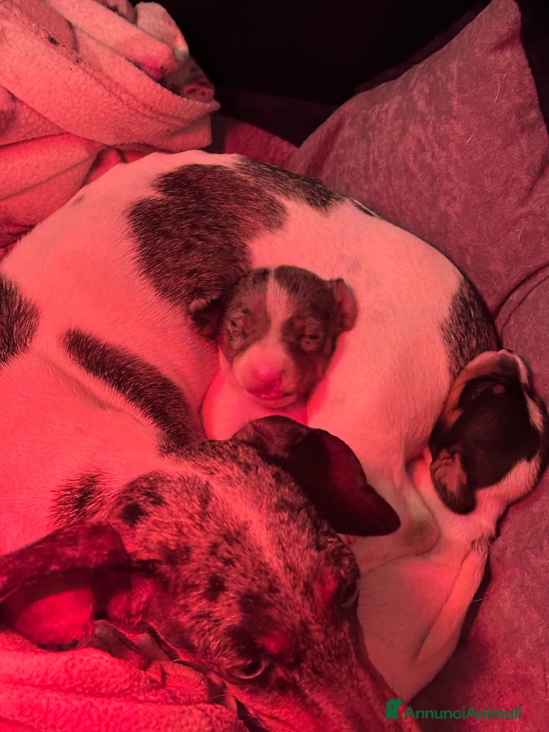 Bassotto cani in vendita: Femmine bassotti piebald - Annuncio 4