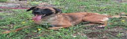 Meticcio cani in regalo: Maila 3 anni Taglia media contenuta  - Annuncio 4