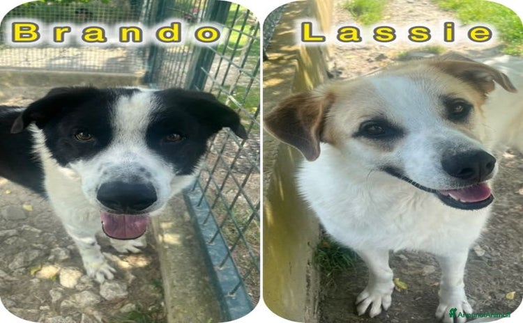 Meticcio cani a Città Metropolitana di Torino - Annuncio 16