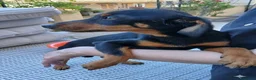 Meticcio cani in regalo: Pulcina - Annuncio 3