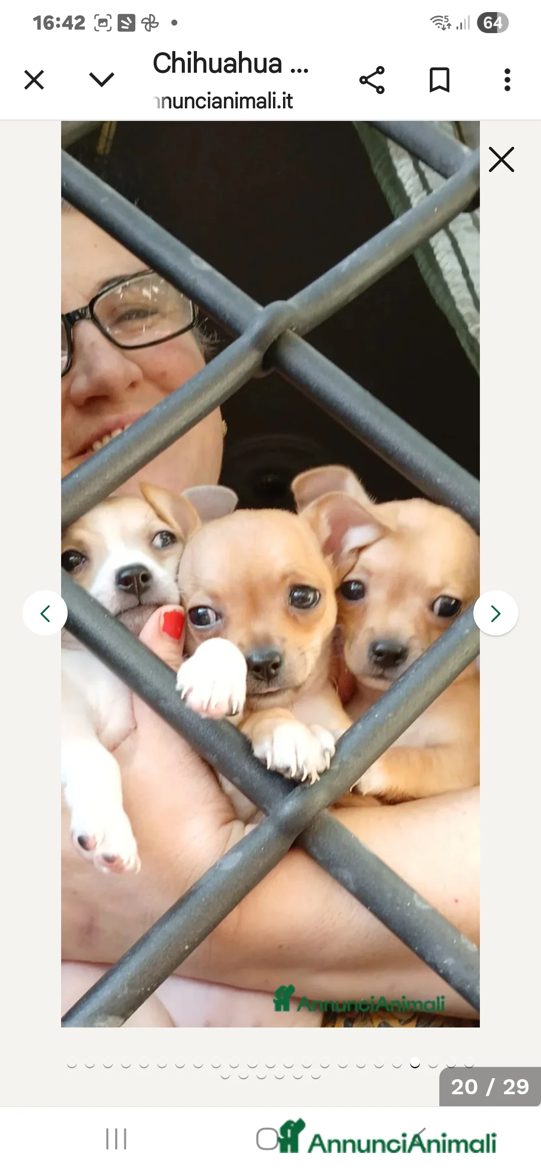 Chihuahua cani in vendita: Cuccioli chihuahua - Annuncio 22