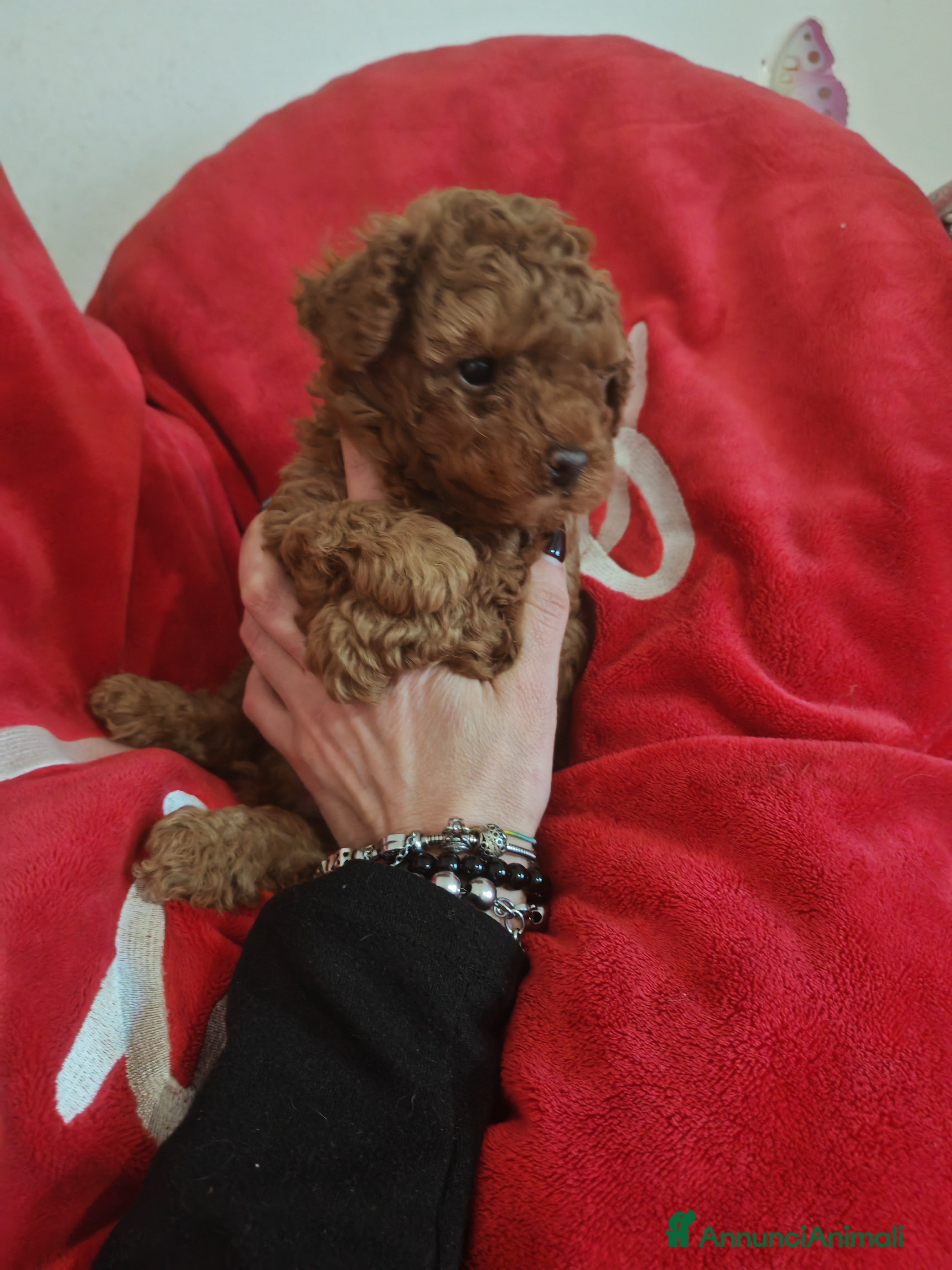 Barboncino Toy cani Barboncino red toy - Annuncio 8