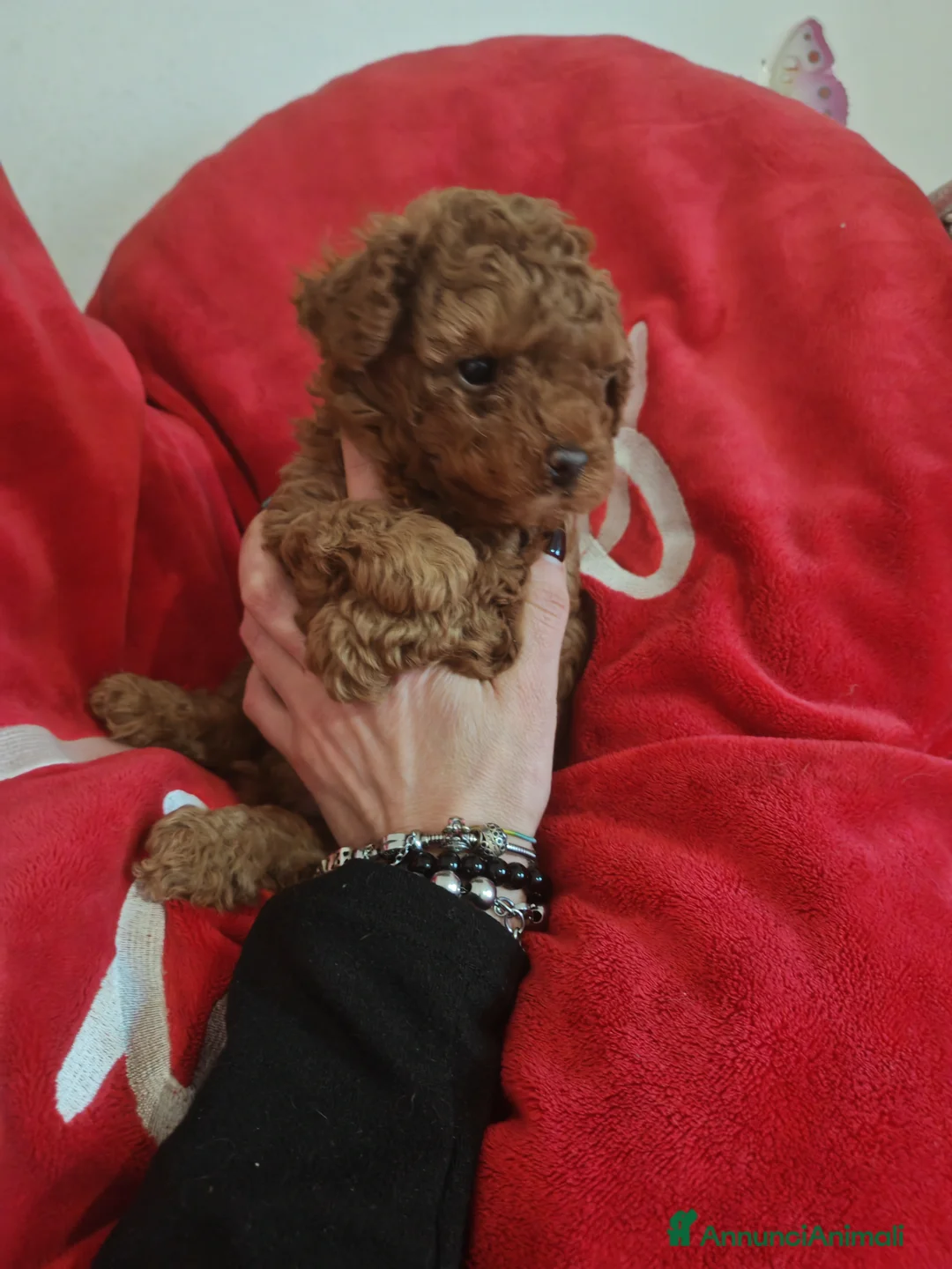 Barboncino Toy cani in vendita: Barboncino red toy - Annuncio 1