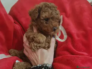 Barboncino Toy cani Barboncino red toy - Annuncio 8