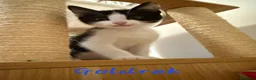 Europeo gatti in regalo: TANTI GATTINI IN ADOZIONE - Annuncio 7