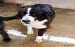 Bearded Collie cani in regalo: Dolcissimo black and white a Provincia di Viterbo - Immagine 4