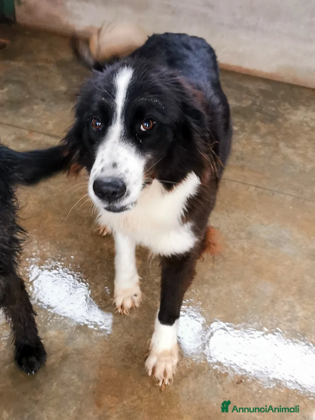 Bearded Collie cani in regalo: Dolcissimo black and white a Provincia di Viterbo - Annuncio 4