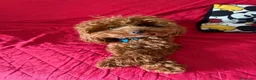 Barboncino Toy cani per accoppiamento: Splendido esemplare di Barboncino Toy con Pedigree a Provincia di Novara - Annuncio 1