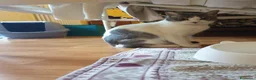 Europeo gatti in regalo: BRIGITTE, dolce gattina in adozione  - Annuncio 8