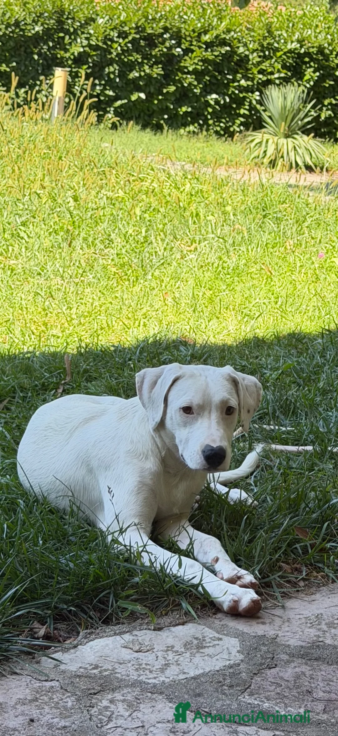 Meticcio cani in regalo: Alice - Annuncio 2