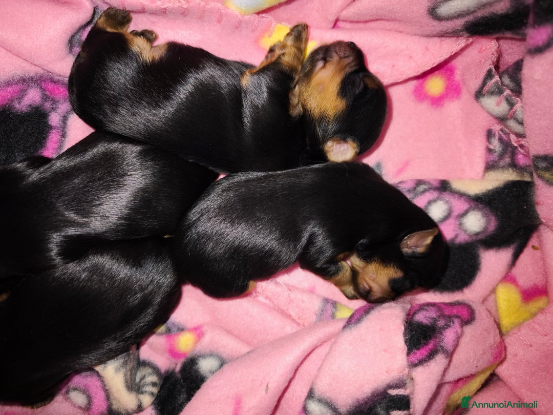 Yorkshire cani in vendita: Yorkshire toy - Annuncio 5