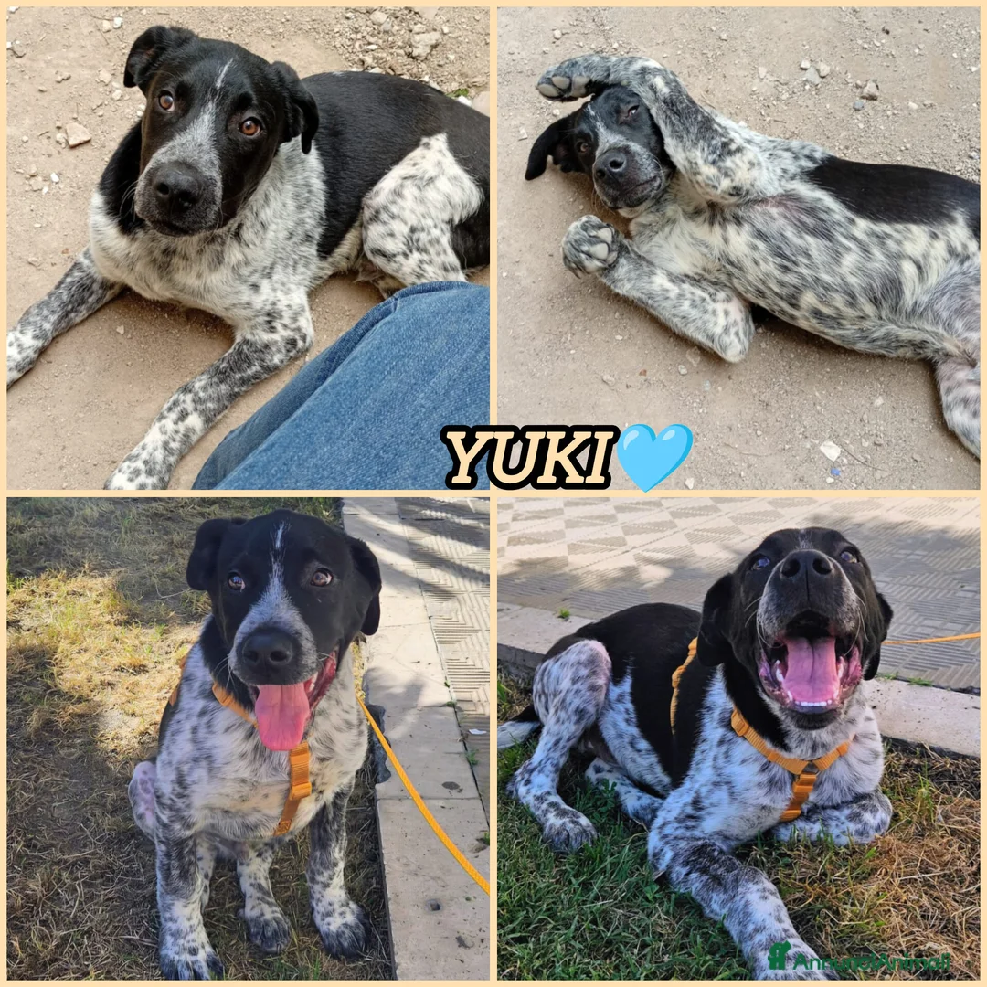 Meticcio cani in regalo: YUKI ASPETTA UNA MAMMA  a Provincia di Varese - Annuncio 2