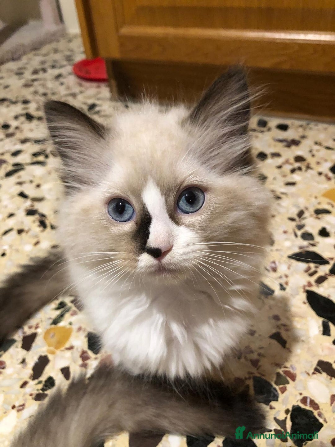 Ragdoll gatti in vendita: Vendo cuccioli Ragdoll - Annuncio 3