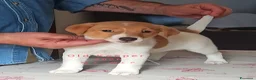 Jack Russell cani in vendita: Cucciolata Jack Russelle Terrier con Pedigree - Annuncio 4