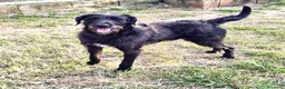Meticcio cani in regalo: Jerry, bellissimo spinone in adozione - Annuncio 6