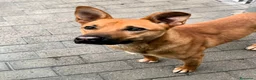Meticcio cani in regalo: SIMBA CAGNOLINO ALLEGRO - Annuncio 3