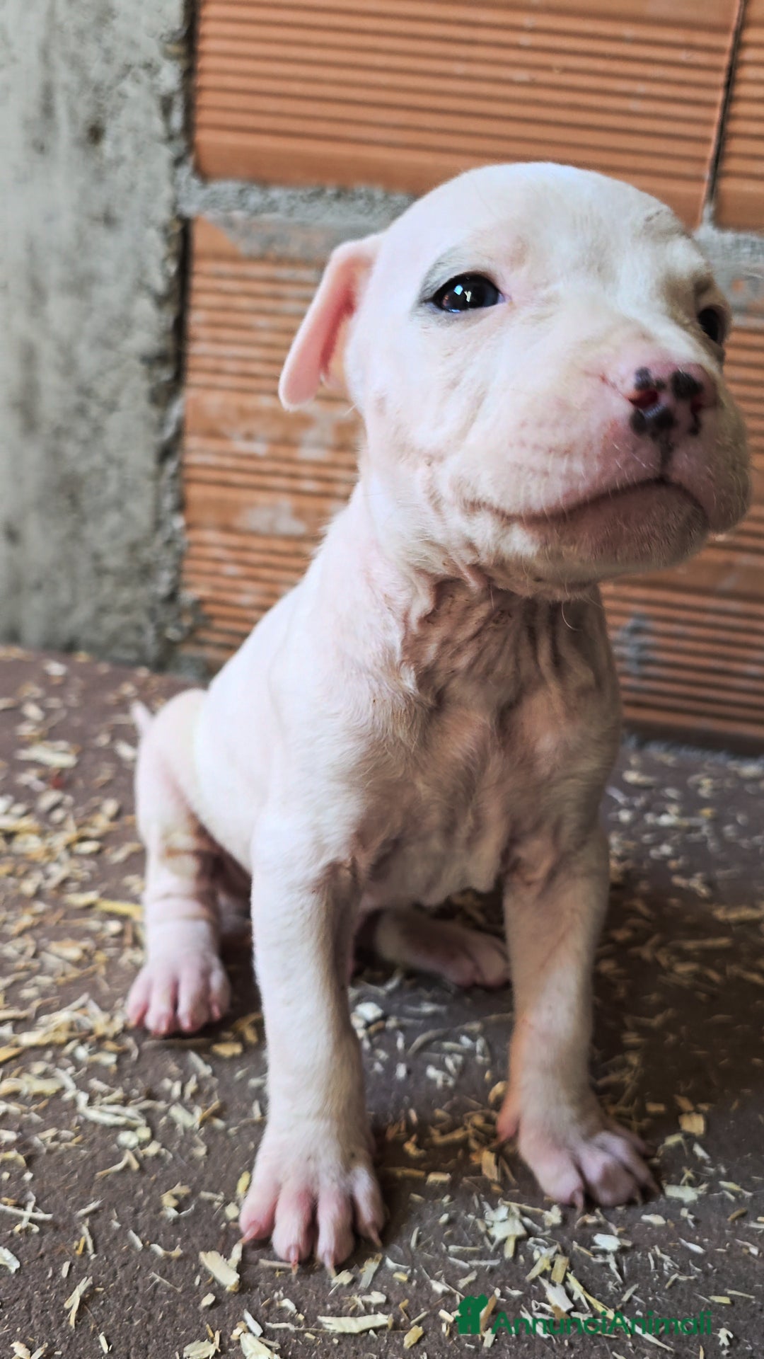 American Staffordshire cani in vendita: Cuccioli Amstaff  - Annuncio 19