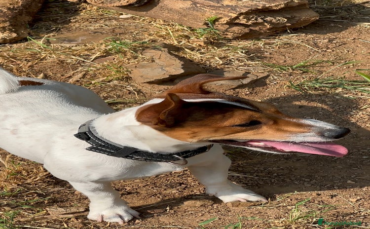 Jack Russell cani a Provincia di Trieste - Annuncio 2