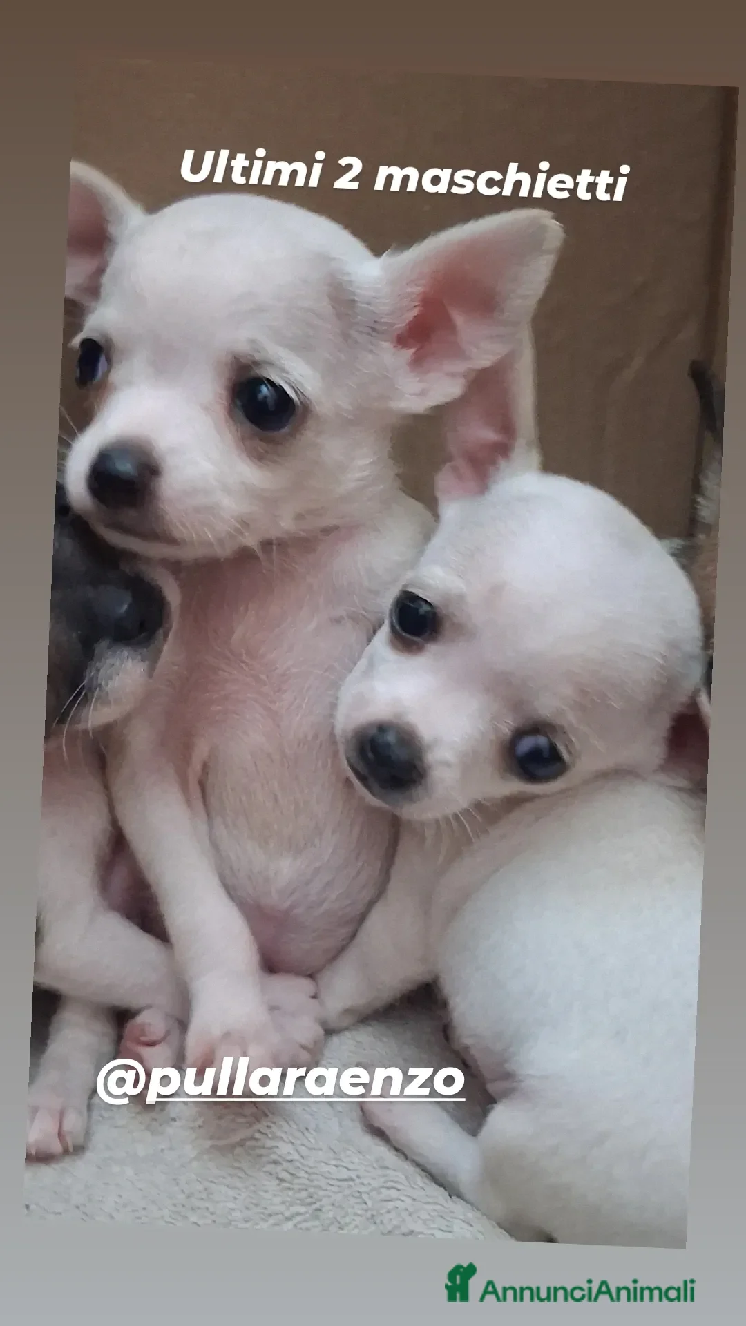 Chihuahua cani in vendita: Cuccioli Chihuahua - Annuncio 2