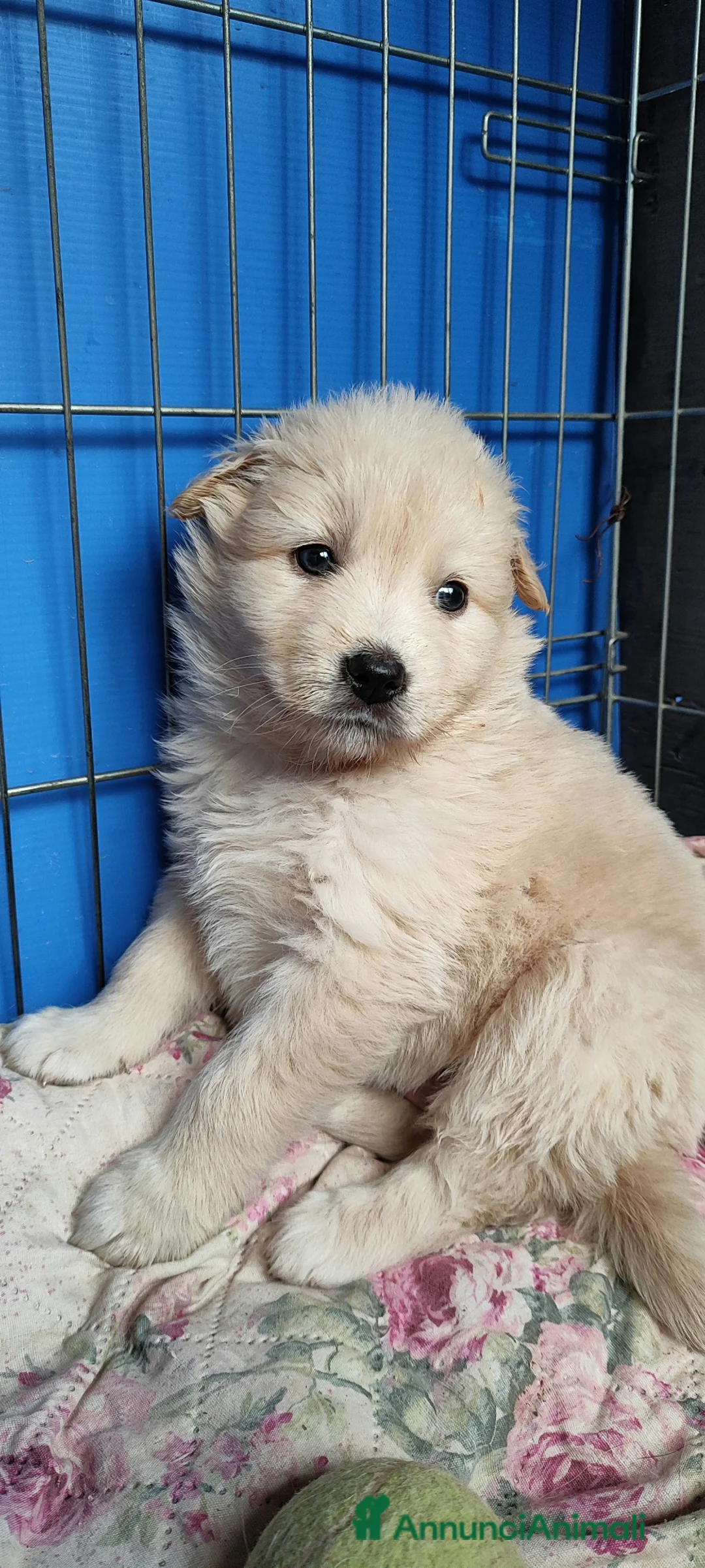 Meticcio cani in regalo: Cuccioli bellissimi cercano famiglia a Città Metropolitana di Torino - Annuncio 10