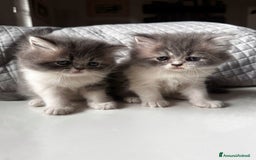 Persiano gatti in vendita: CUCCIOLI GATTINI PERSIANI tremestieri etneo CT - Immagine 1