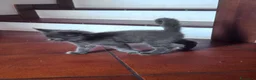 Maine Coon gatti in vendita: Cuccioli di Maine coon - Annuncio 5