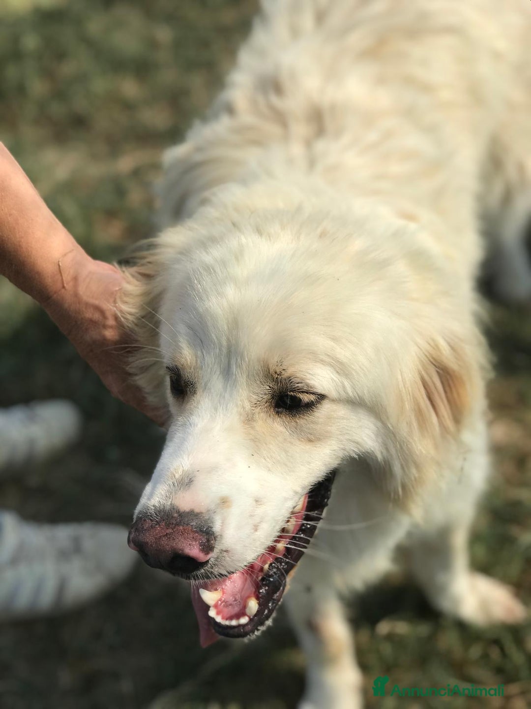 Meticcio cani in regalo: Ricky quanta dolcezza, derivato golden a Provincia di Latina - Annuncio 3