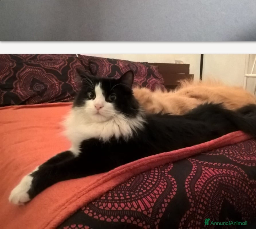 Europeo gatti Pepe  gatto di due anni cerca nuova famiglia - Annuncio 2