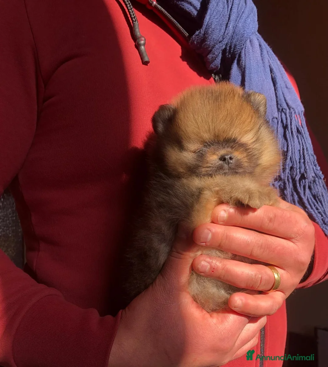 Volpino Pomerania cani in vendita: Pomerania Orange Sable con Pedigree ENCI - Annuncio 3