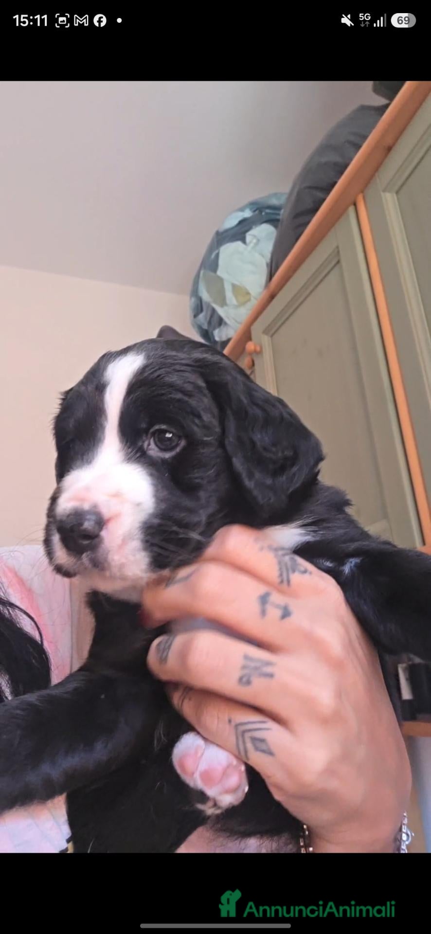 Meticcio cani Regalasi cucciole - Annuncio 14