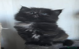 Siberiano gatti in vendita: Gatti cuccioli Siberiani ipoallergenici a Provincia di Forlì-Cesena - Immagine 16